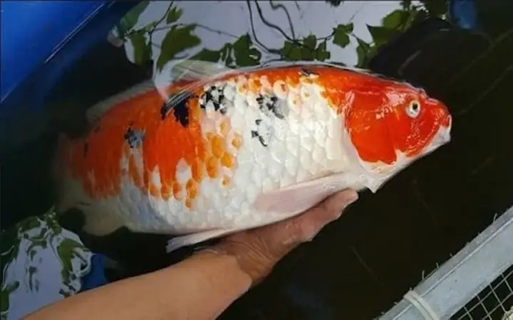 Cứu Cá Koi Bị Sốc Nước