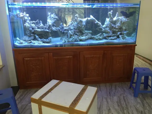 Đá San Hô Hồ Cá
