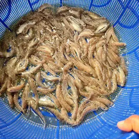 Đặc Điểm Sinh Học Cá Hồng Mỹ Đặc Điểm Sinh Học Cá Hồng Mỹ