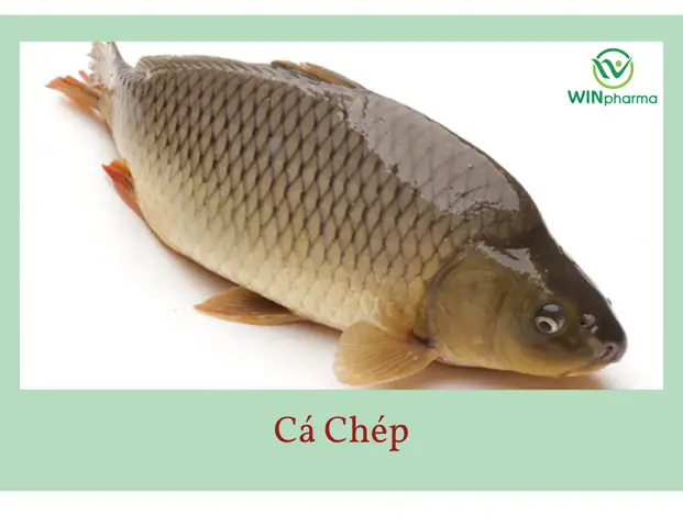 Đặc Điểm Sinh Học Của Cá Chép Đặc Điểm Sinh Học Của Cá Chép