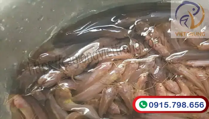 Đặc Điểm Sinh Học Của Cá Trê Phi