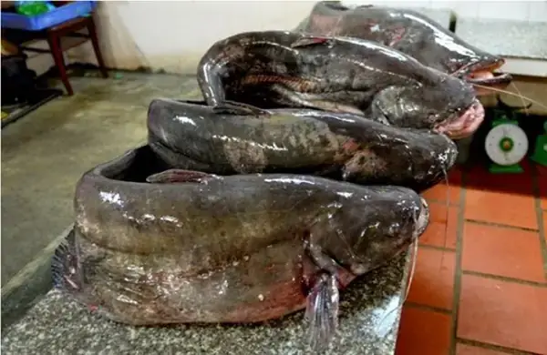 Đặc Tính Cá Nheo