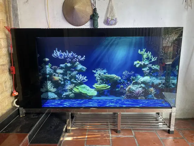 Dán Bể Cá Hà Nội
