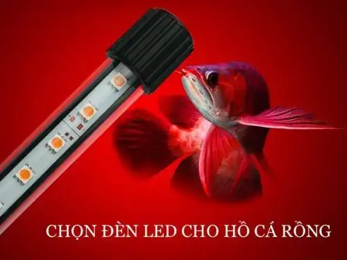 Đánh Đèn Cho Cá Rồng Highback