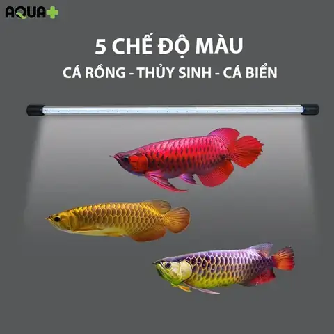 Đèn Bể Cá Rồng Quá Bối