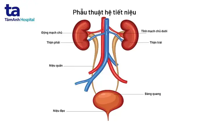 Đi Bắt Cá Bảy Màu