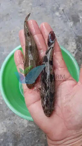 Địa Chỉ Bán Cá Bống Tượng Giống