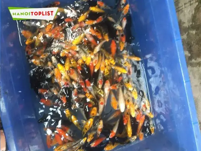 Địa Chỉ Bán Cá Giống Tại Hà Nội Địa Chỉ Bán Cá Giống Tại Hà Nội
