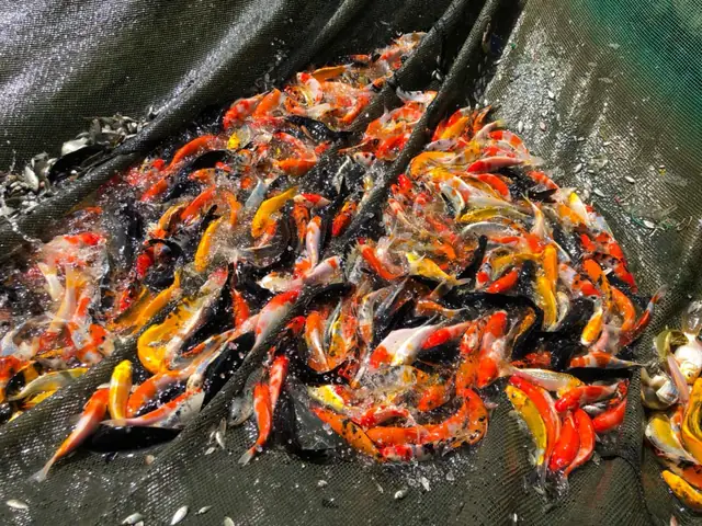 Địa Chỉ Bán Cá Koi Ở Nha Trang Địa Chỉ Bán Cá Koi Ở Nha Trang