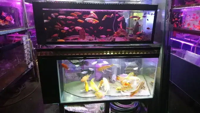 Địa Điểm Bán Cá Cảnh Ở Bình Dương