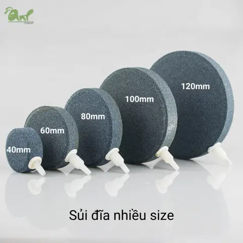 Đĩa Sủi Bể Cá Đĩa Sủi Bể Cá