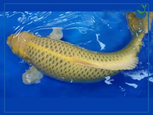 Điểm Bán Cá Koi