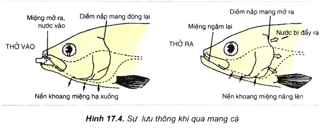 Diễn Biến Khi Cá Thở Ra