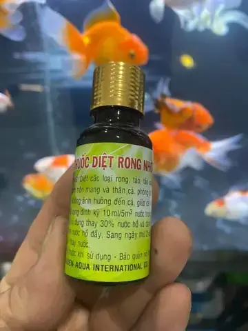 Diệt Rêu Hồ Cá Rồng