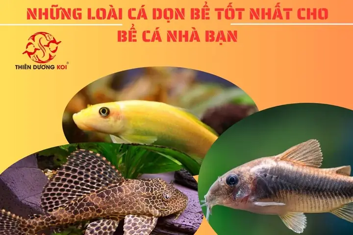 Dọn Phân Bể Cá