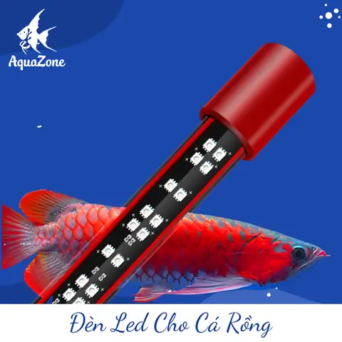Dùng Đèn Gì Cho Cá Rồng