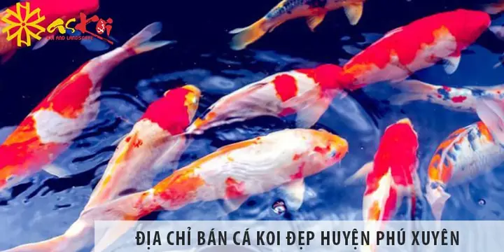 Giá Bán Cá Koi Đẹp