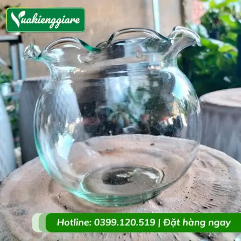 Giá Bình Thủy Tinh Nuôi Cá