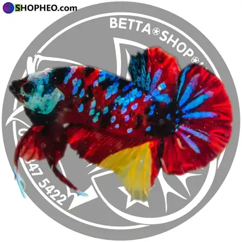 Giá Cá Betta Koi