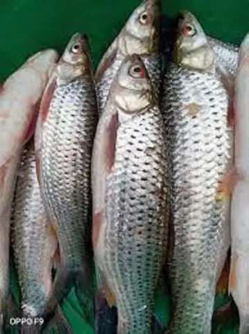 Giá Cá Chày Mắt Đỏ