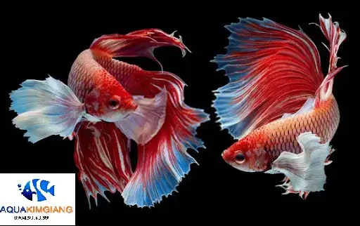 Giá Cá Chọi Cảnh