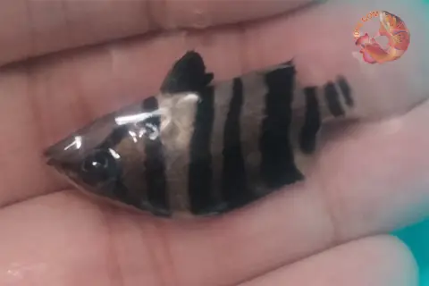Giá Cá Hổ Mê Kông