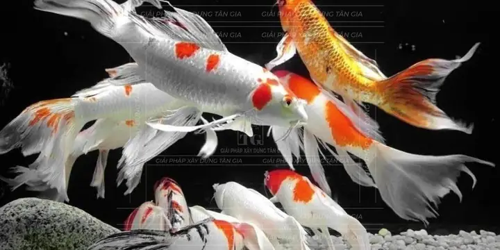 Giá Cá Koi Bướm Mini