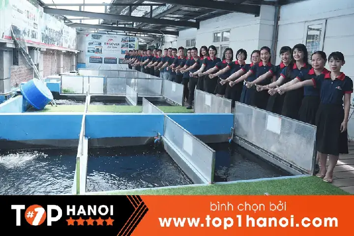 Giá Cá Koi Đà Nẵng