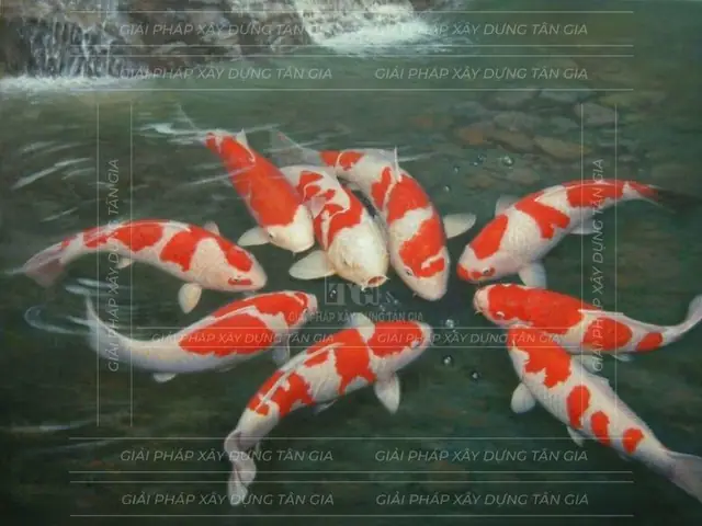Giá Cá Koi F2