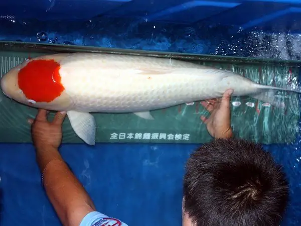 Giá Cá Koi Khủng
