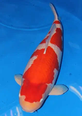 Giá Cá Koi Kohaku
