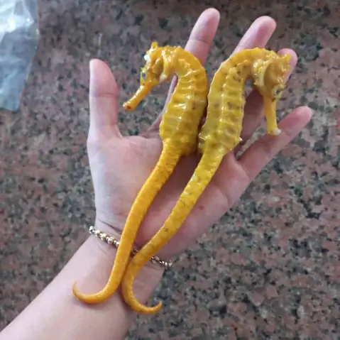 Giá Cá Ngựa Indonesia