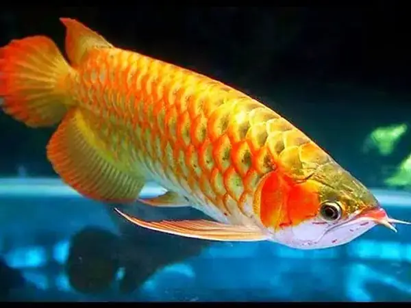 Giá Cá Rồng Bột