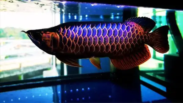 Giá Cá Rồng Quá Bối Đầu Vàng