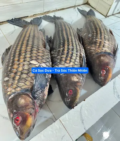 Giá Cá Sọc Dưa