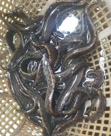 Giá Con Giống Cá Chạch Lấu