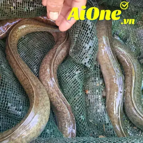 Giá Thức Ăn Cá Chình