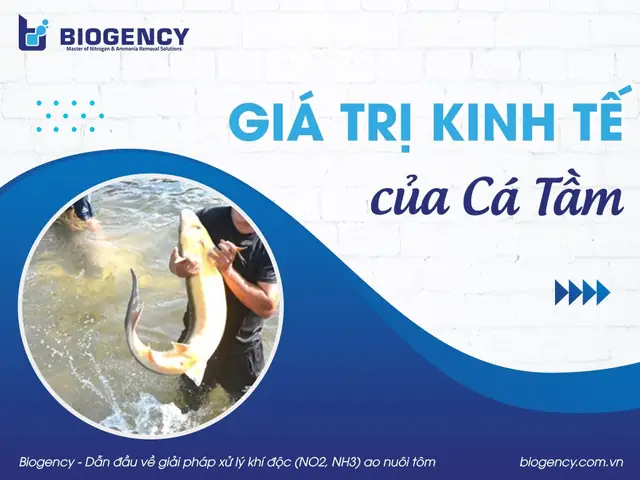 Giá Trị Kinh Tế Của Cá