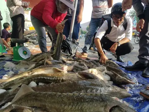 Giải Cứu Cá Tầm
