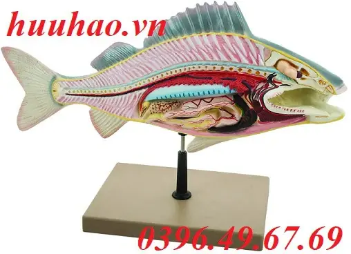 Giải Phẫu Cá Rô Phi