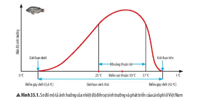 Giới Hạn Nhiệt Độ Của Cá Rô Phi