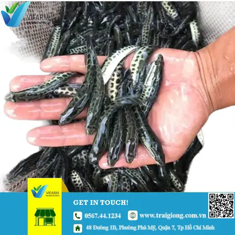 Giống Cá Chuối Hoa Hải Phòng