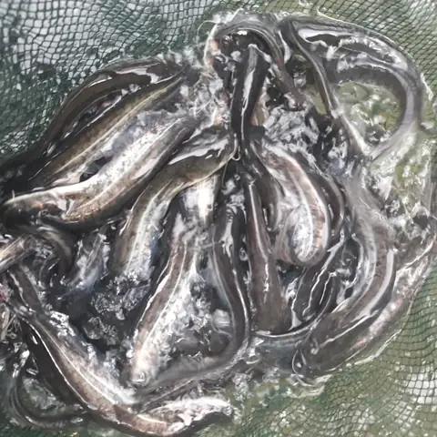 Giống Cá Nheo Mỹ