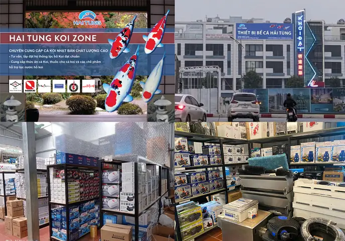 Hải Tùng Cá Cảnh