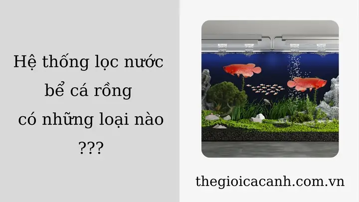 Hệ Thống Lọc Nước Cho Bể Cá Rồng