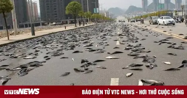 Hiện Tượng Mưa Cá