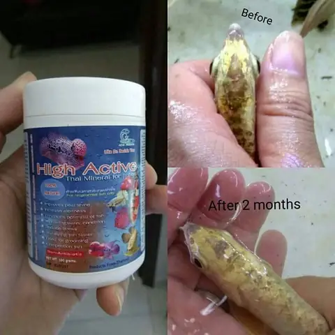 High Active Cho Cá Rồng