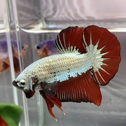 Hình Ảnh Cá Betta Rồng