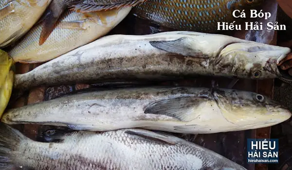 Hình Ảnh Cá Bớp Biển