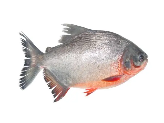 Hình Ảnh Cá Chim Nước Ngọt
